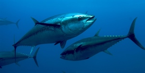 Boom tonni nel Mediterraneo: triplicate le presenze, ma è allarme per le altre specie